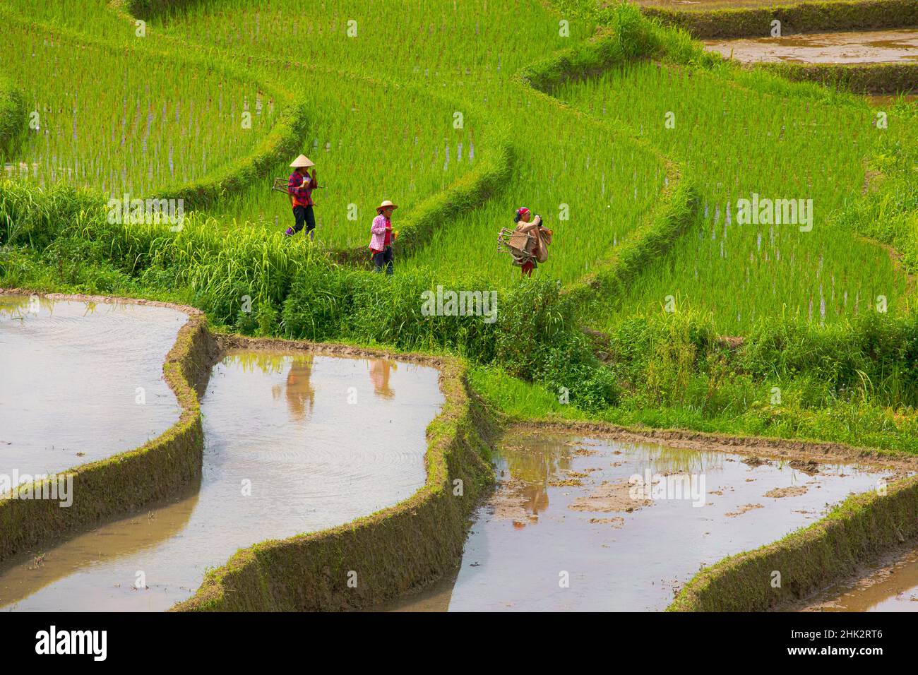 Vietnam . Risaie negli altopiani di Sapa. Foto Stock