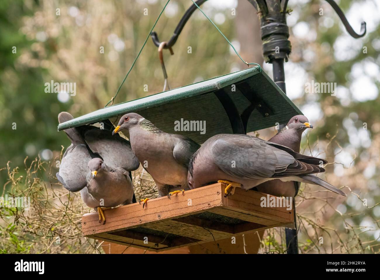 Gregge di piccioni con coda a banda che branchiano in un alimentatore di uccelli. Foto Stock