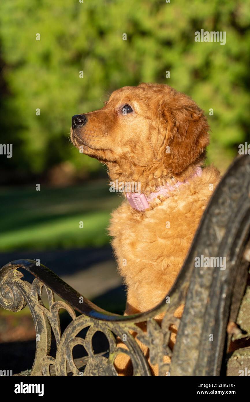 Cucciolo Red Golden Retriever di dieci settimane. (PR) Foto Stock