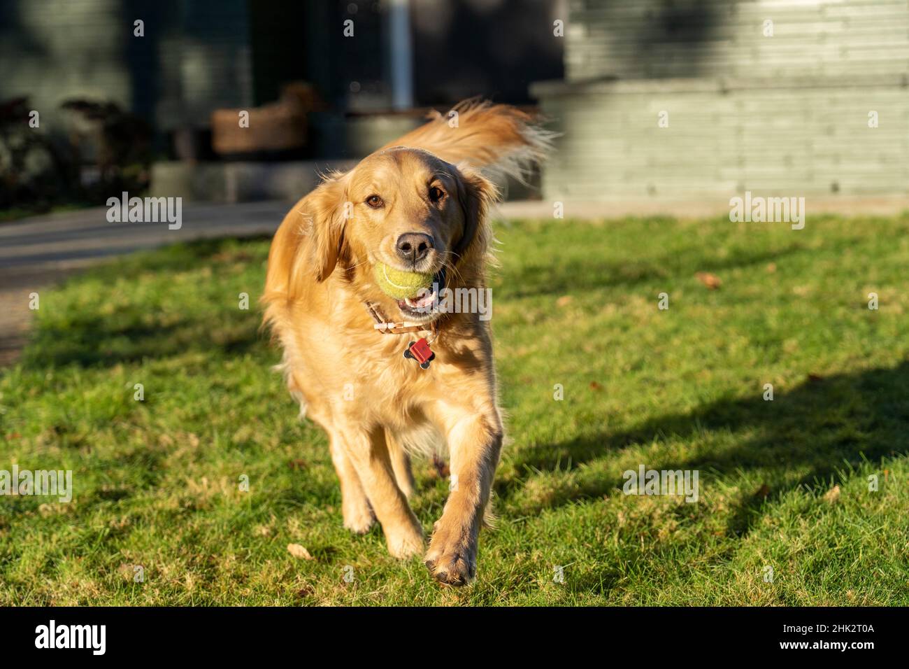 Cucciolo Red Golden Retriever di dieci settimane. (PR) Foto Stock