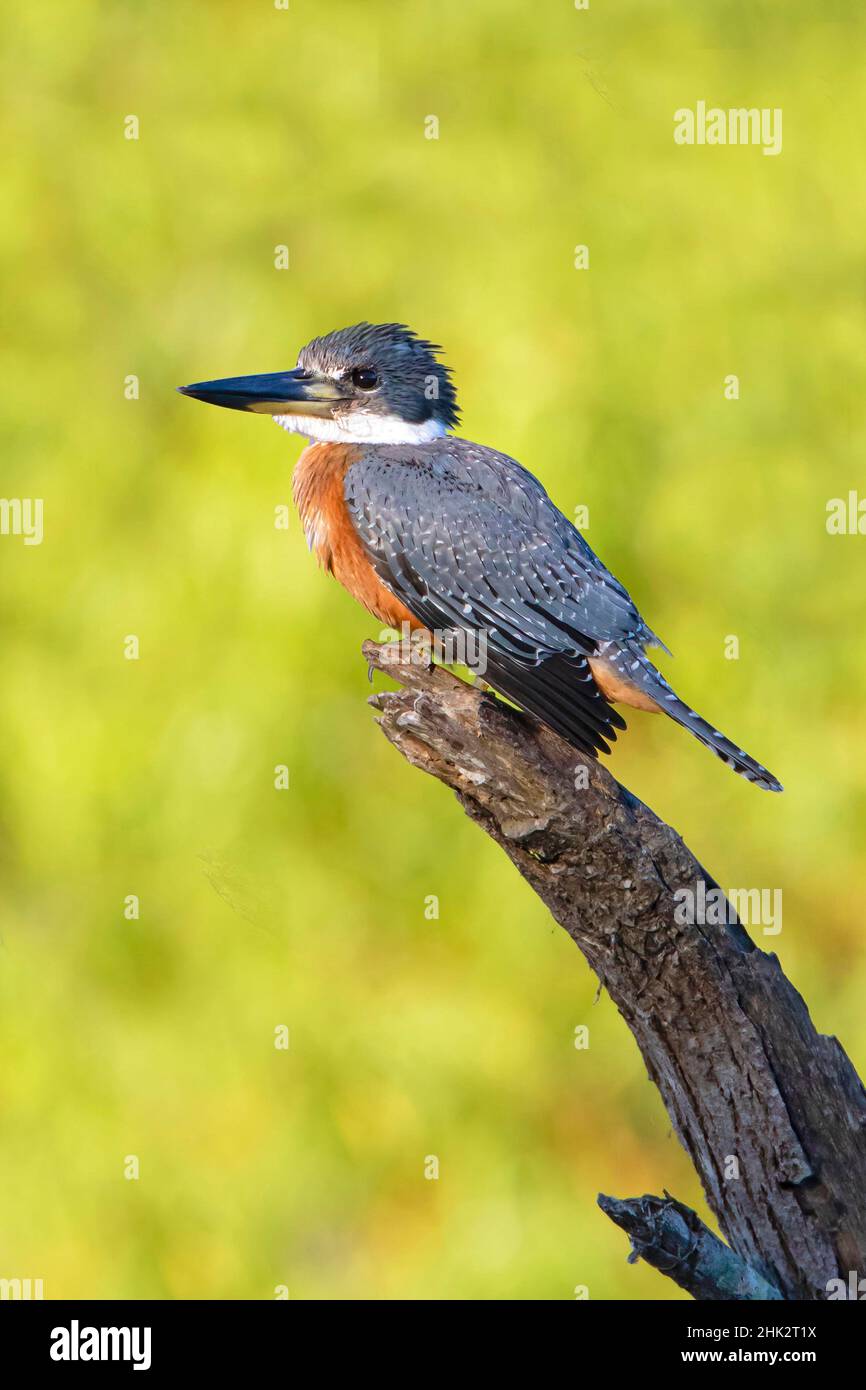 Kingfisher (Megaceryle torquata) arroccato Foto Stock