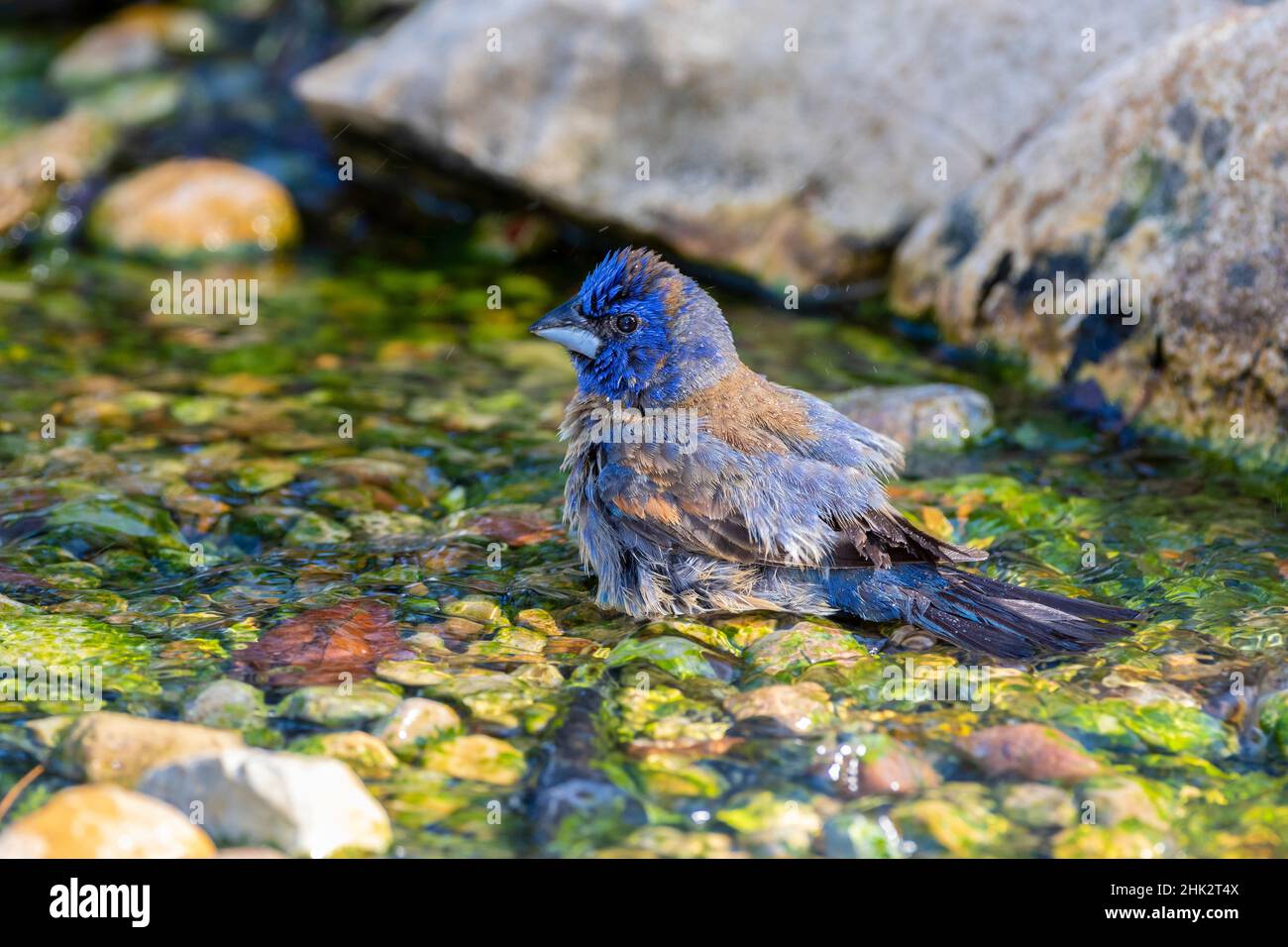 Blue Grossbeak (Passerina caerulea) bagno maschile Marion County, Illinois. Foto Stock