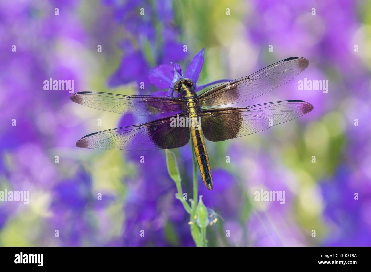 Vedova Skimmer (Libellula luctosa) femmina su Larkspur (Delphinium sp.) Marion County, Illinois. Foto Stock
