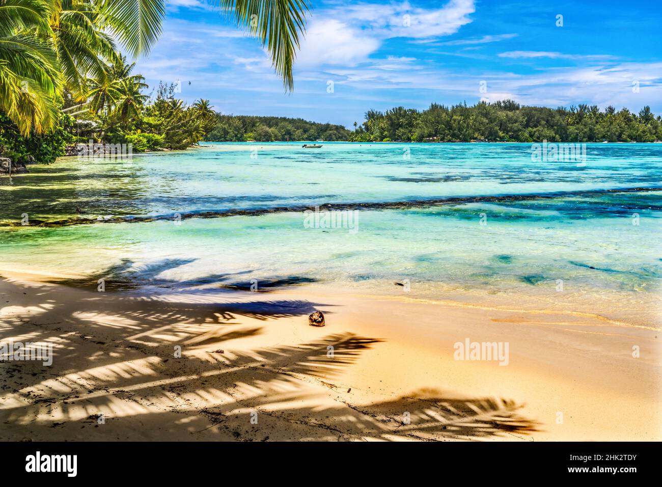 Colorate palme da spiaggia di Hauru Point, Moorea, Tahiti, Polinesia Francese. Colori blu diversi dalla laguna e dalle barriere coralline e dal blu profondo del Pacifico Foto Stock