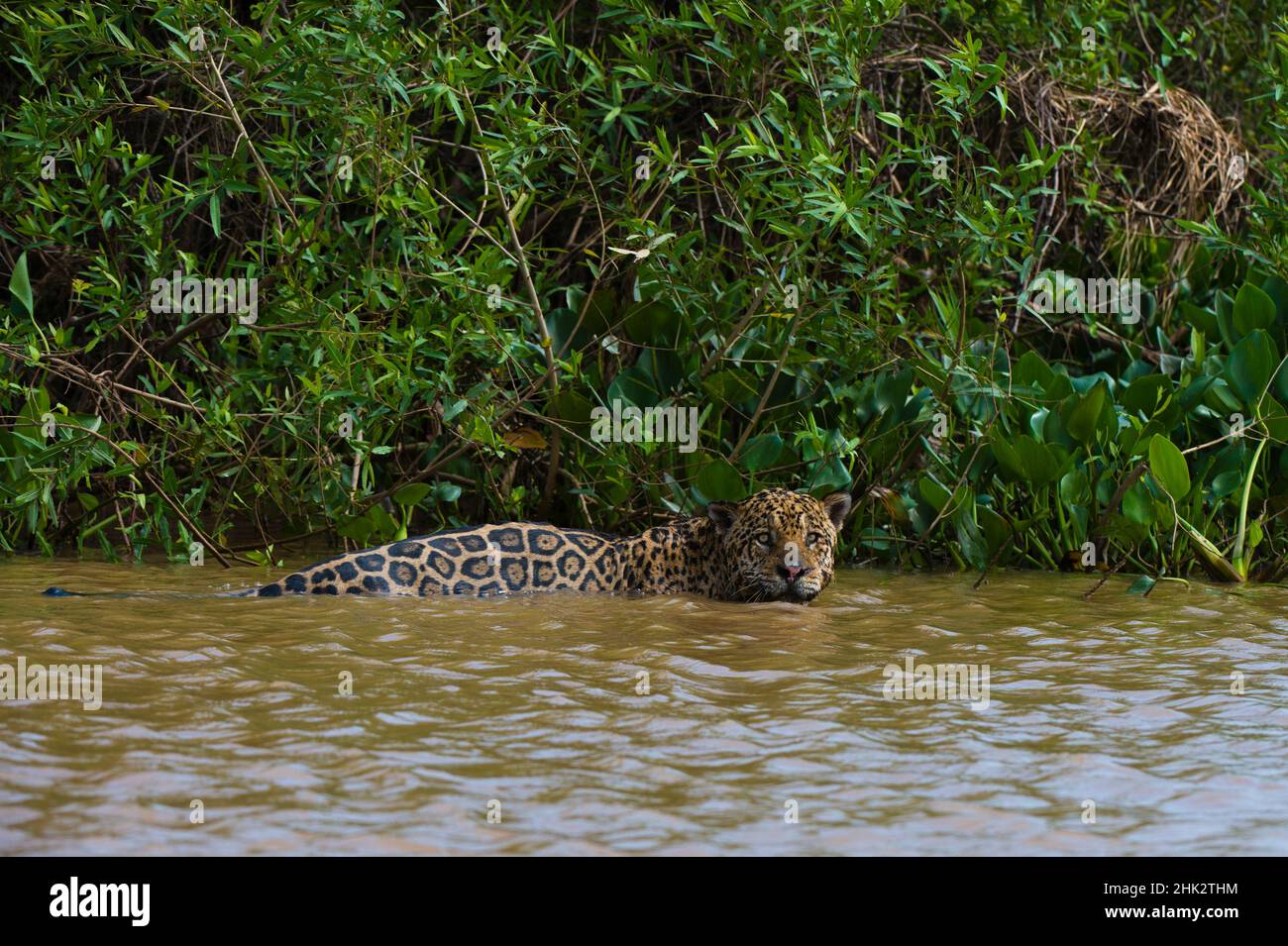 un giaguaro, Panthera onca, nel fiume. Foto Stock