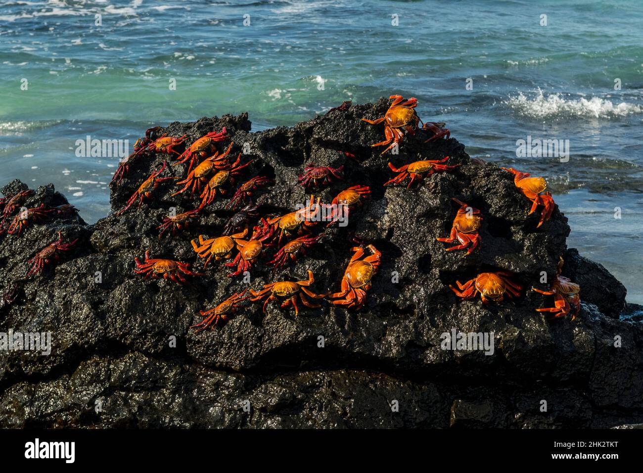 Sally Lightfoot Crab (Grapsus grapsus), spiaggia di Bachas, Isola di Seymour Nord, Isole Galapagos, Ecuador. Foto Stock