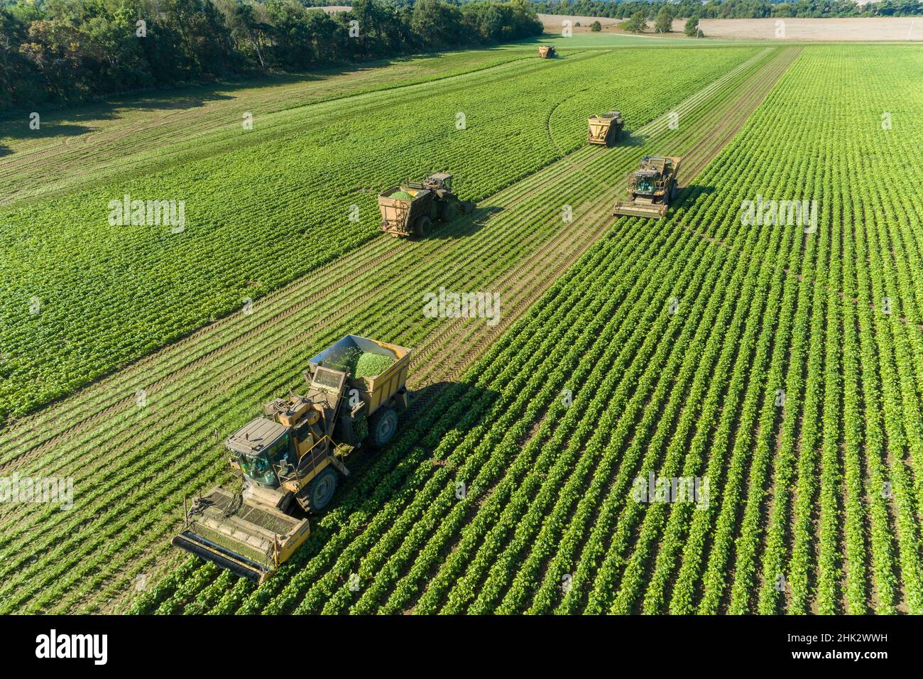 Raccolta di fagioli verdi durante il raccolto di fagioli verdi, contea di Mason, Illinois Foto Stock