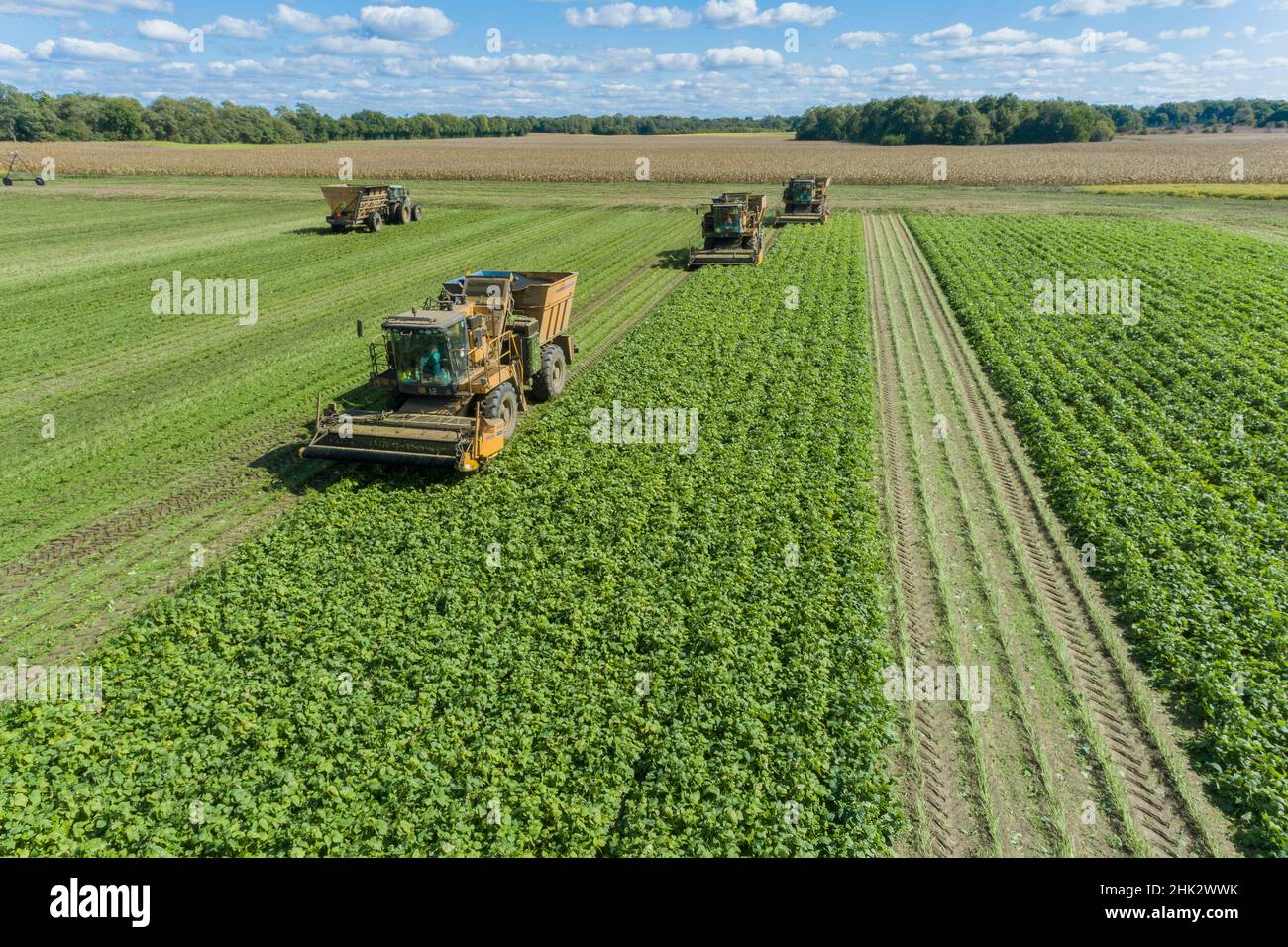 Raccolta di fagioli verdi durante il raccolto di fagioli verdi, contea di Mason, Illinois Foto Stock