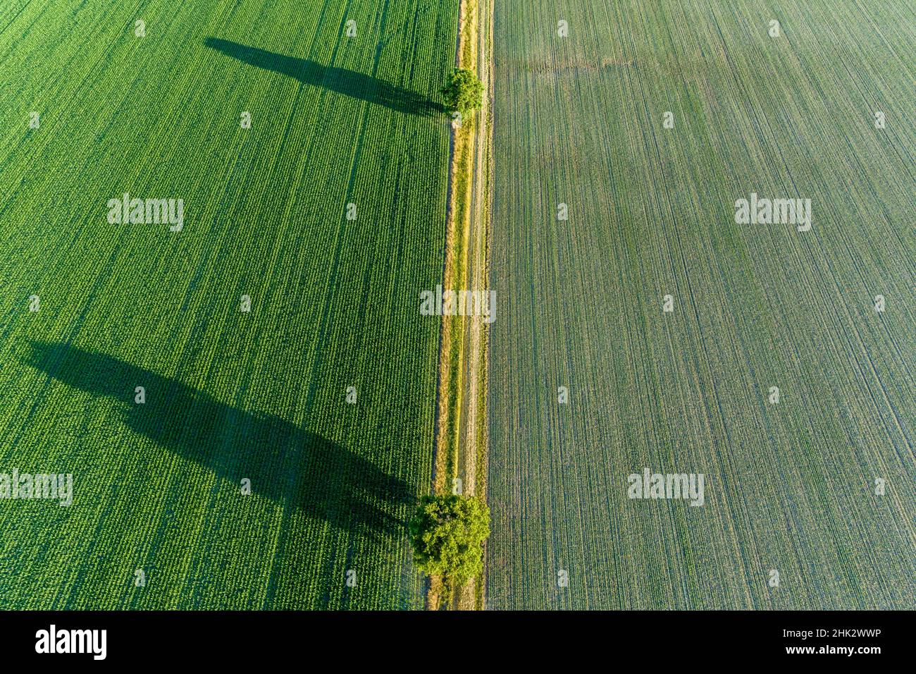 Due alberi e ombre tra i campi, Marion County, Illinois Foto Stock
