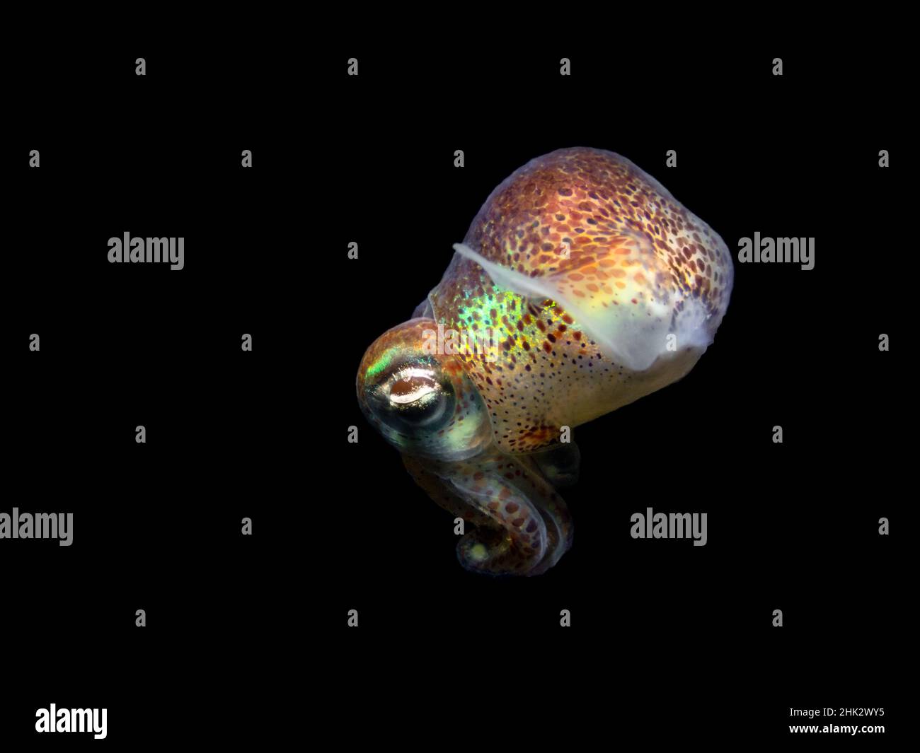 Bobtail Squid dal Mediterraneo, piccolo pesce seppellino - Sepiola sp. Di notte su sfondo nero Foto Stock