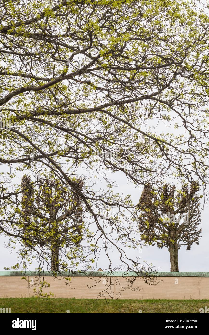 Svezia, Stoccolma, alberi, inizio primavera Foto Stock