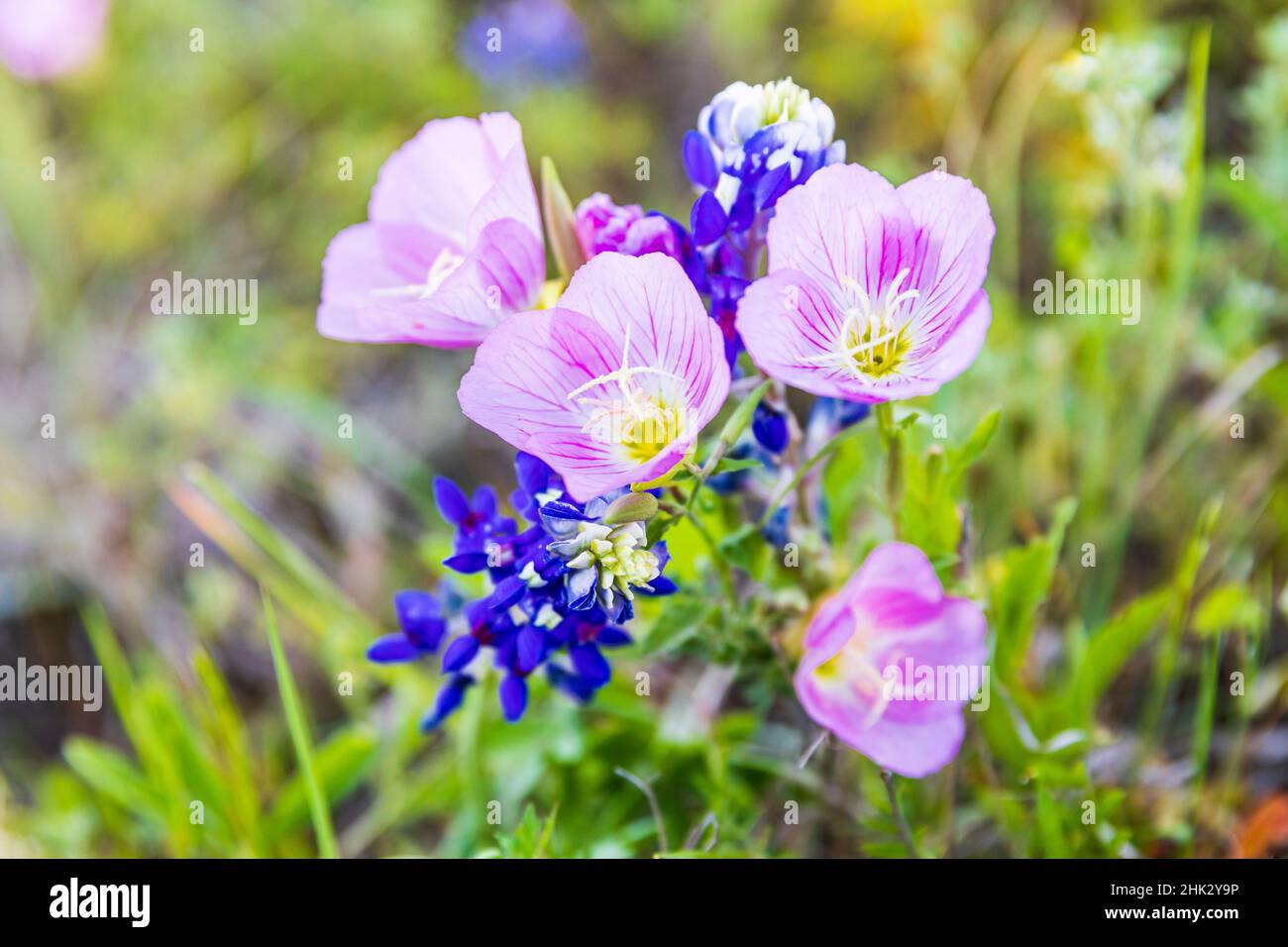Lampasas, Texas, Stati Uniti. Rosa sera Primrose e Bluebonnet fiori selvatici nel Texas Hill Country. Foto Stock