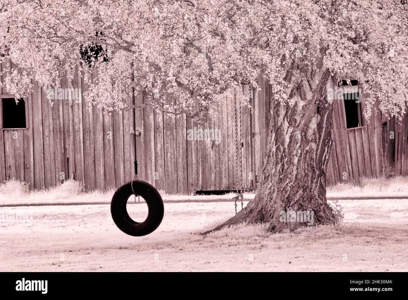 USA, Washington state, Skagit Valley, Old Willow Tree e pneumatico corda swing Foto Stock