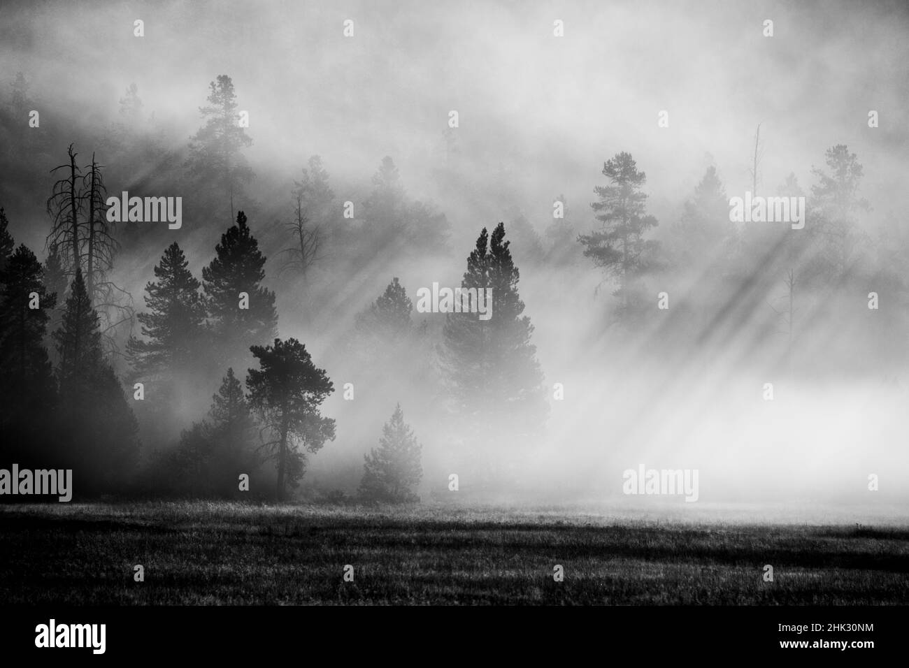 USA, Wyoming, parco nazionale di Yellowstone. Nebbia di mattina presto con raggi di luce attraverso gli alberi. Foto Stock