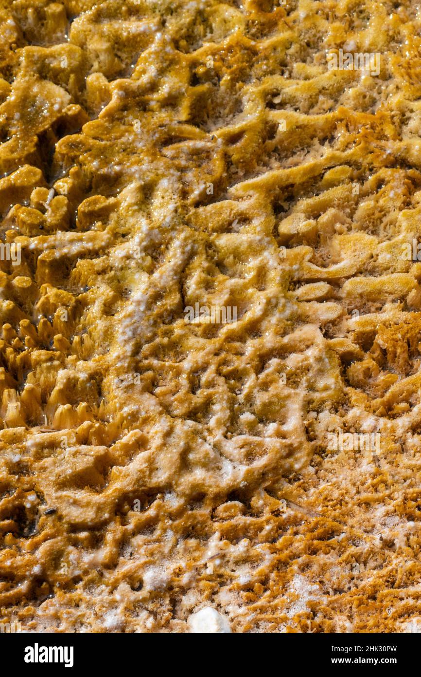 USA, Wyoming, parco nazionale di Yellowstone, bacino di sabbia nera. Dettaglio di coloratissimi mat di batteri termofili. Foto Stock