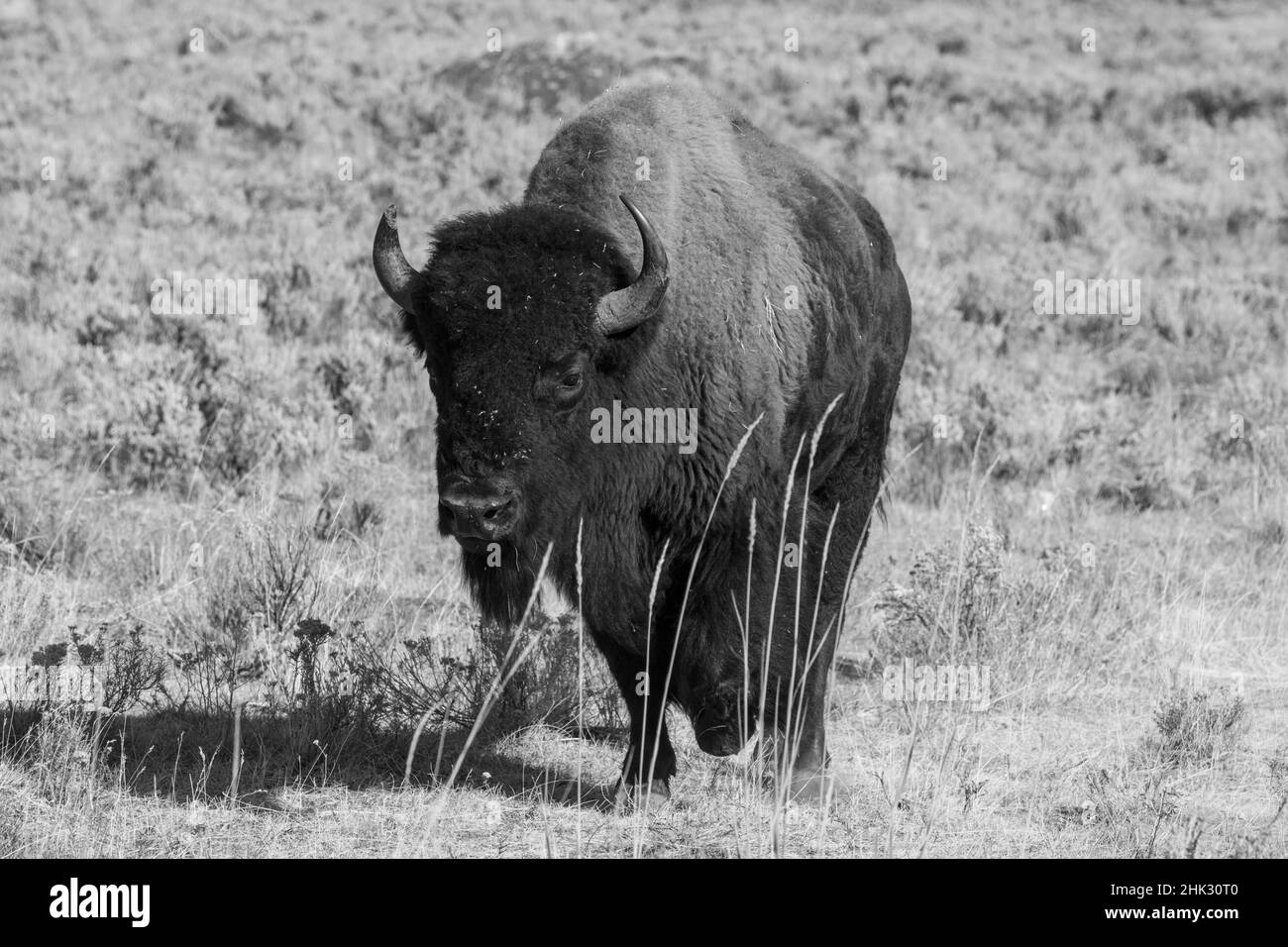 USA, Wyoming, parco nazionale di Yellowstone, Lamar Valley. Bisonte americano Foto Stock