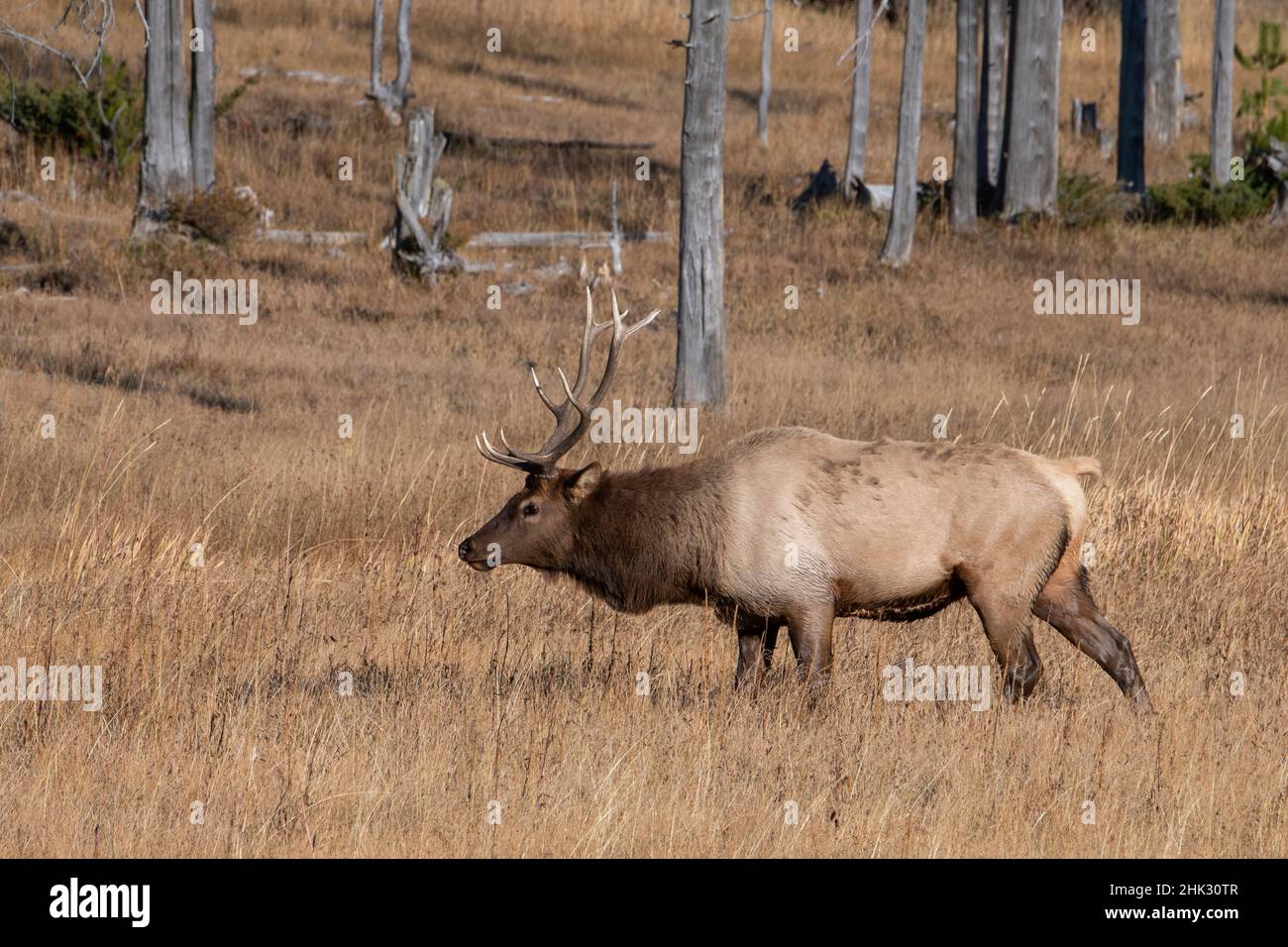 USA, Wyoming, Yellowstone National Park, Madison. Alce nordamericana maschio. Foto Stock