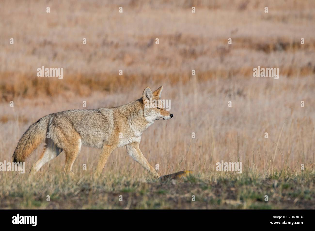 USA, Wyoming, parco nazionale di Yellowstone, Biscuit Basin. Coyote Foto Stock
