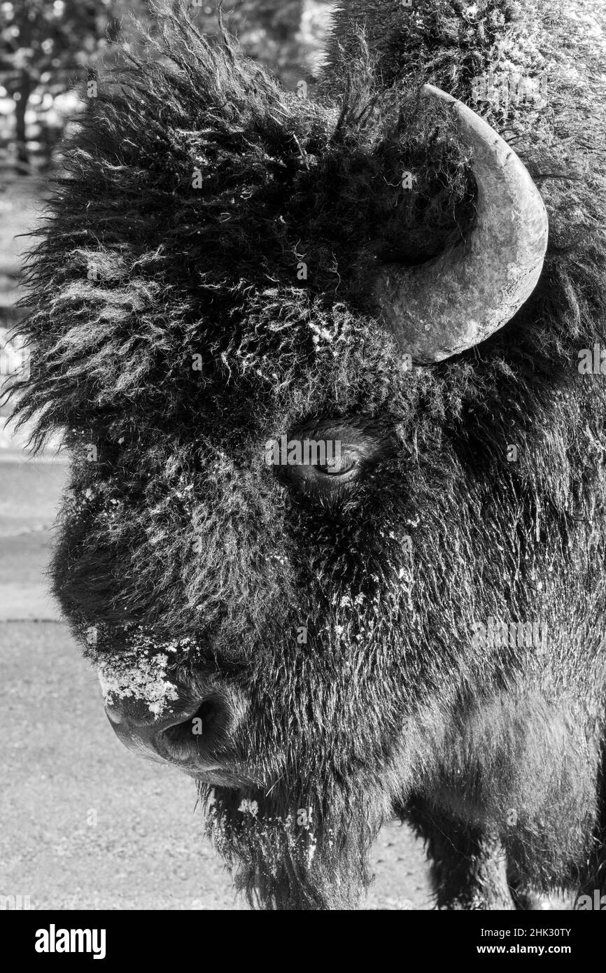 USA, Wyoming, parco nazionale di Yellowstone. Bisonte americano maschio Lone, alias bufalo con gelo sulla faccia. Dettaglio della testa, Foto Stock
