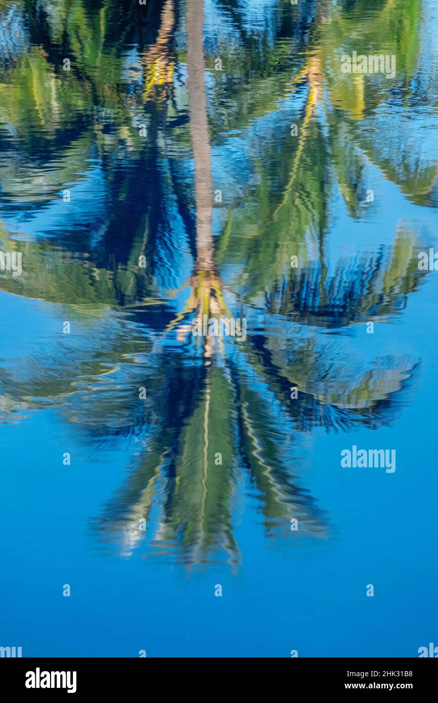 La riflessione di palme sull'acqua Foto Stock