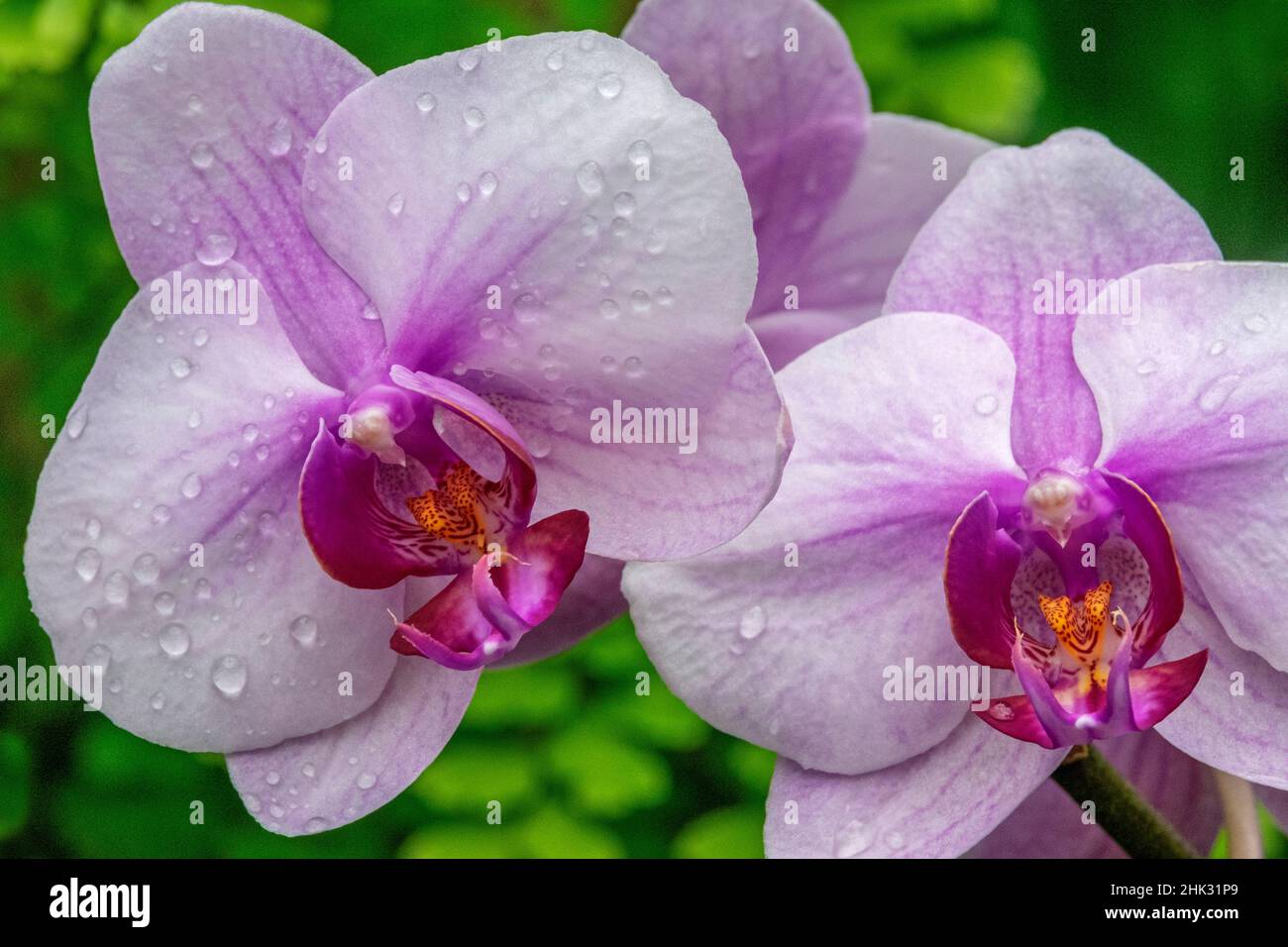 Luna Orchid Foto Stock