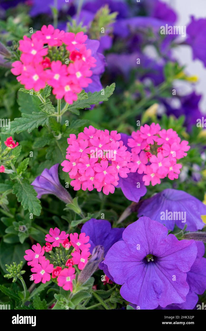 Verbena rosa e petunias viola, USA Foto Stock