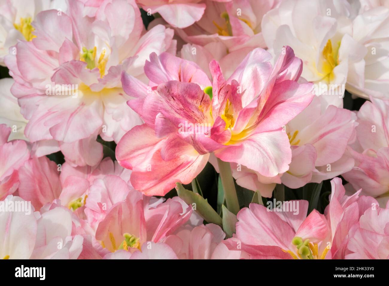 Tulipani rosa primo doppio Foto Stock