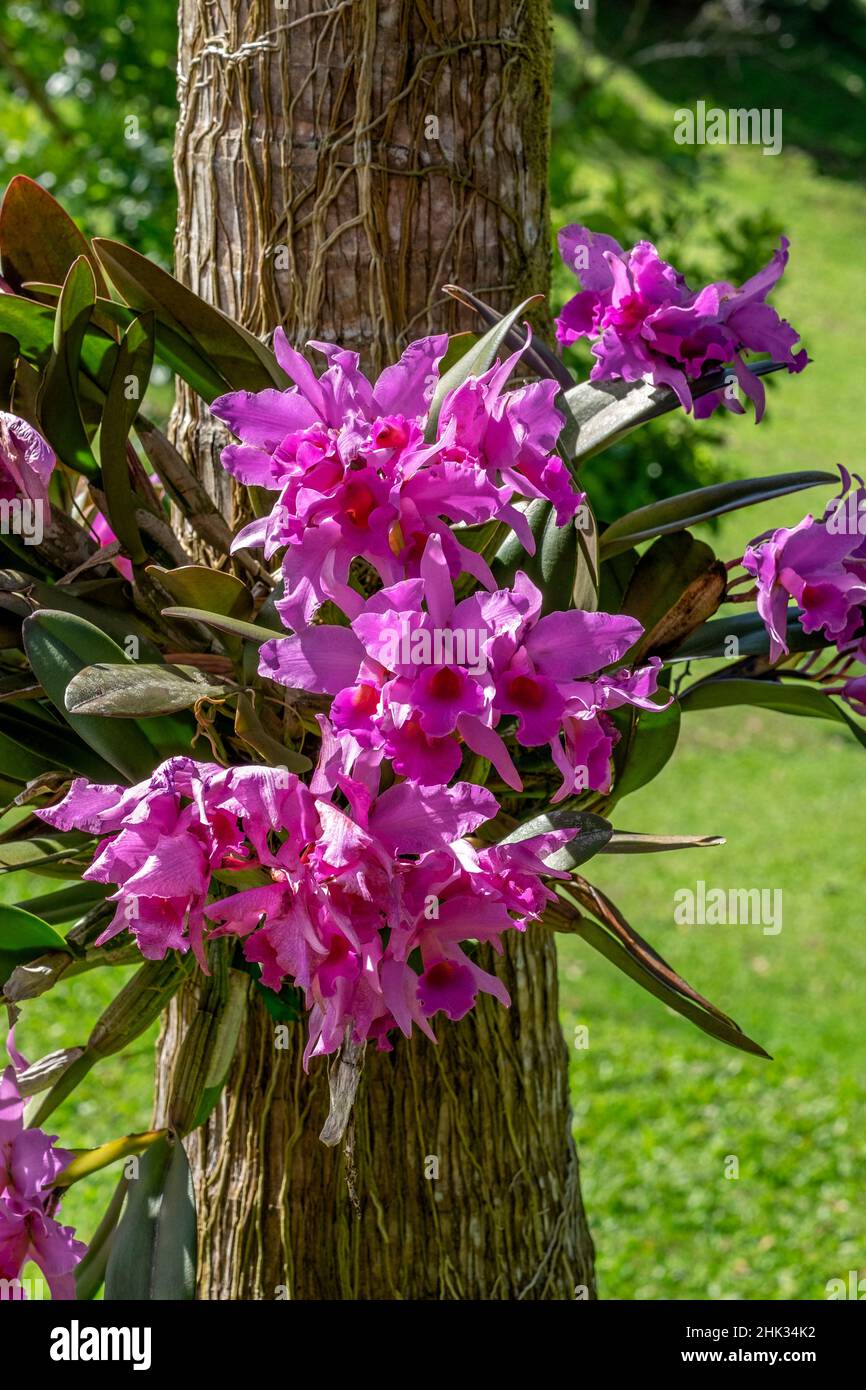 Orchidea Cattleya Foto Stock