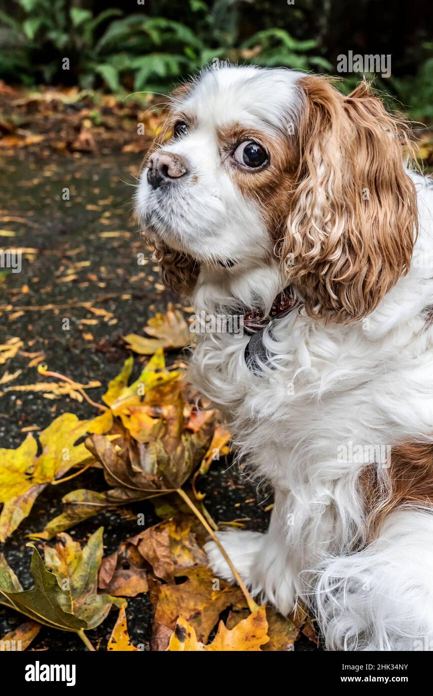 Cavalier re Charles Spaniel, sul suo vialetto in autunno. (PR) Foto Stock