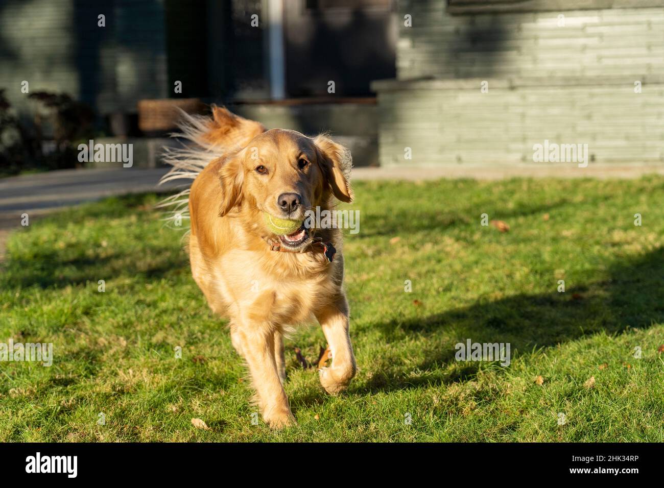 Cucciolo Red Golden Retriever di dieci settimane. (PR) Foto Stock