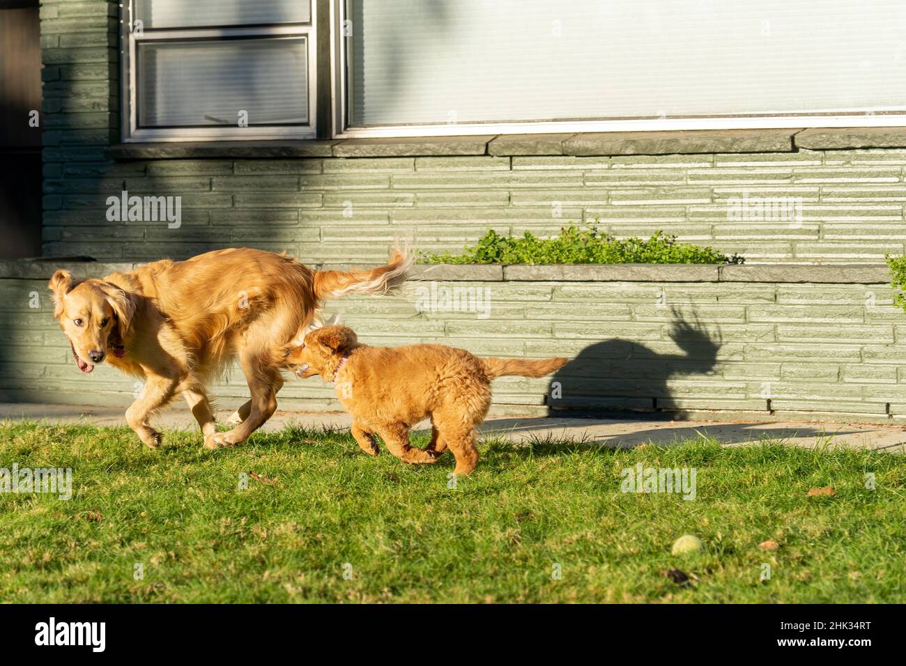 Un cucciolo di dieci settimane di Red Golden Retriever insegue un adulto Golden Retriever. (PR) Foto Stock