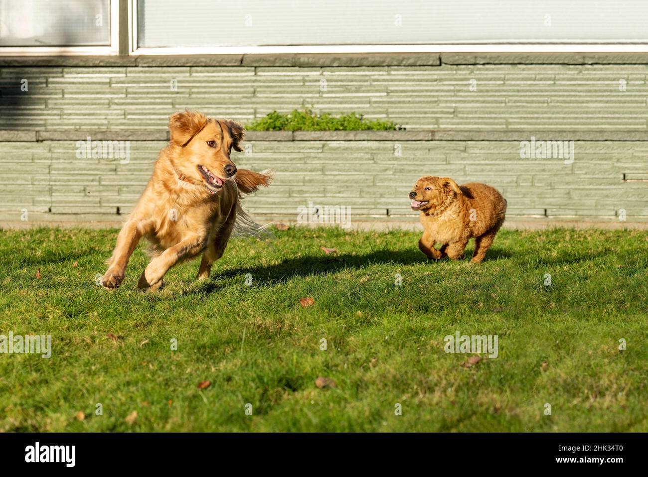 Un cucciolo di dieci settimane di Red Golden Retriever insegue un adulto Golden Retriever. (PR) Foto Stock