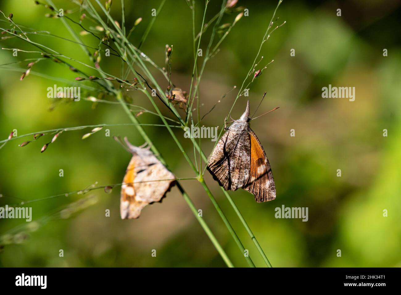 Il muso americano (carinenta libica) che prende il sole sull'erba Foto Stock