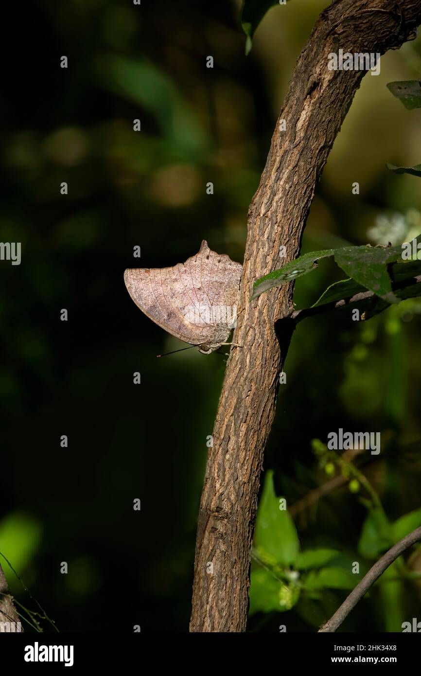 Leafwing tropicale (Anaea aidea) poggiato su tronco d'albero Foto Stock