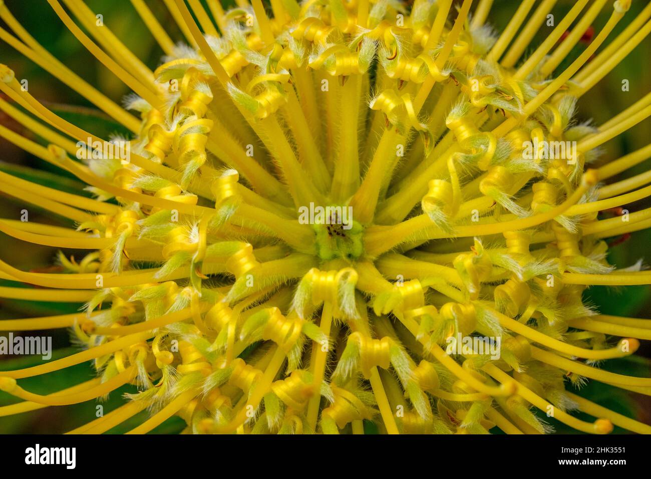 Puntaspilli fiore Foto Stock