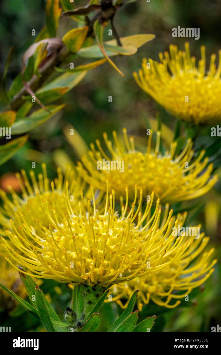 Puntaspilli fiore Foto Stock