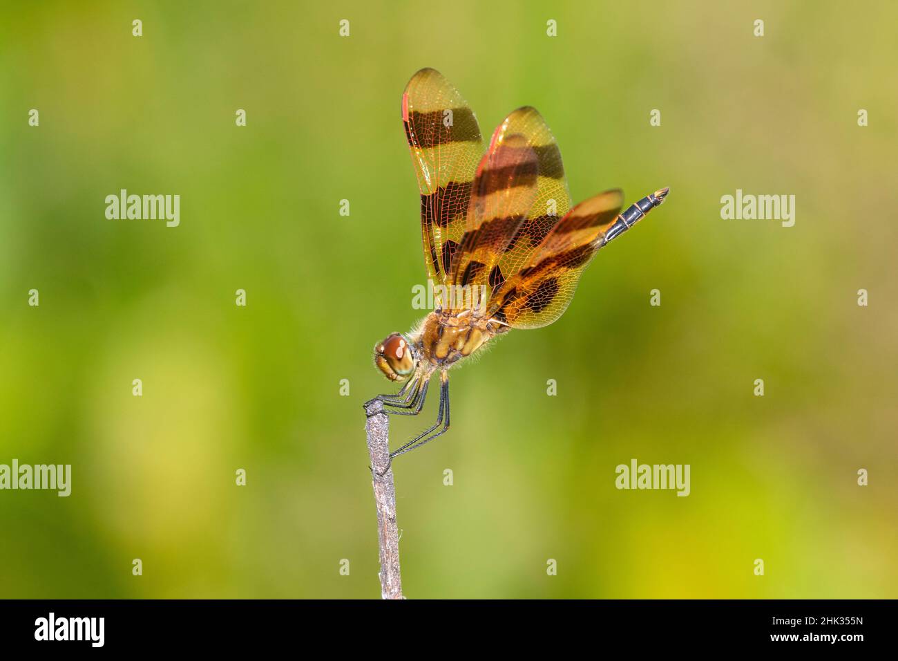 Halloween Pennant (Celithemis eponina) maschio Marion County, Illinois. Foto Stock