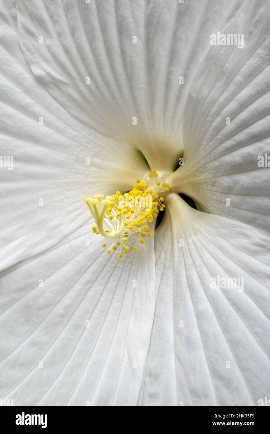 Fiore bianco Foto Stock