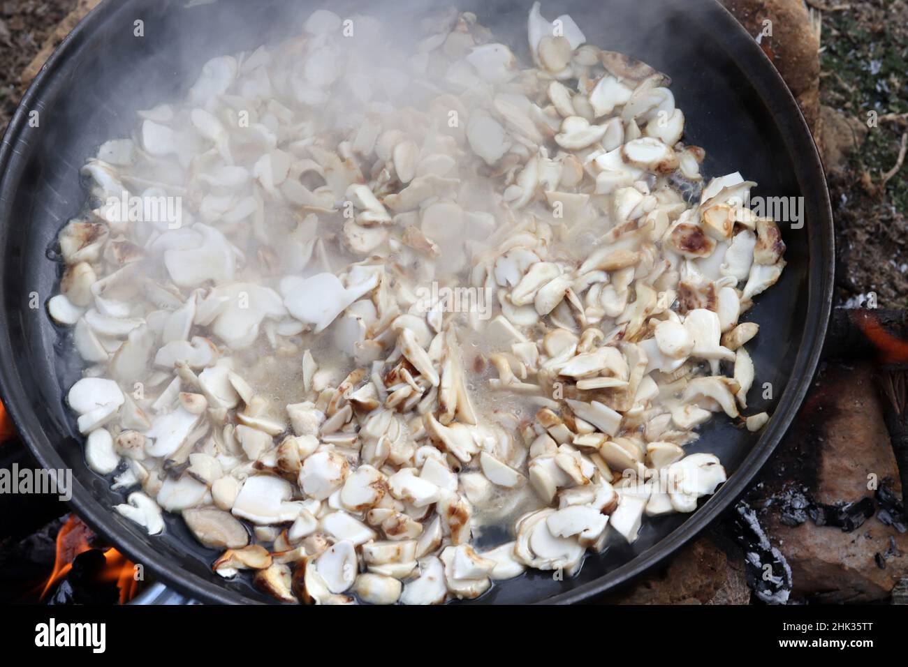 Soffio di funghi. Cresce nella sua area naturale in Turchia, sotto cedri. Il fungo di Matsutake, che cresce nei monti Taurus, viene importato a Ja Foto Stock