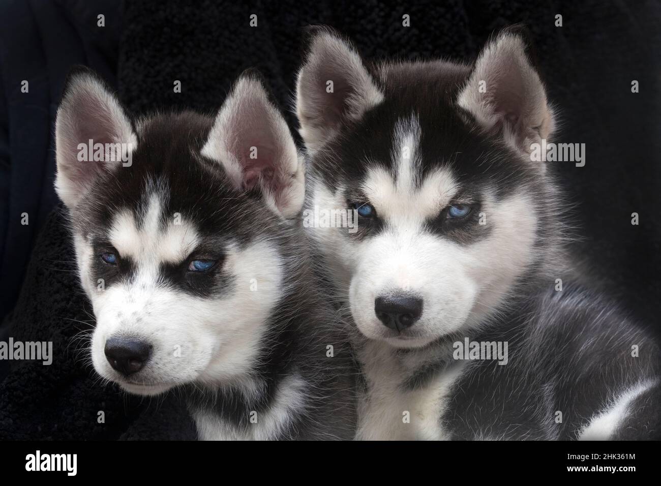 Cuccioli di Husky siberiani da vicino. Foto Stock
