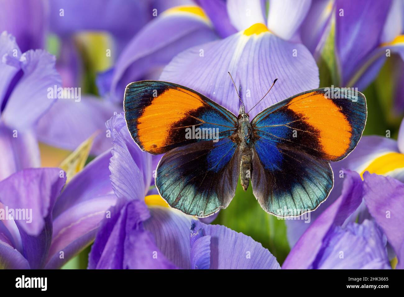 Callithea sapphira su iride olandese blu. Foto Stock