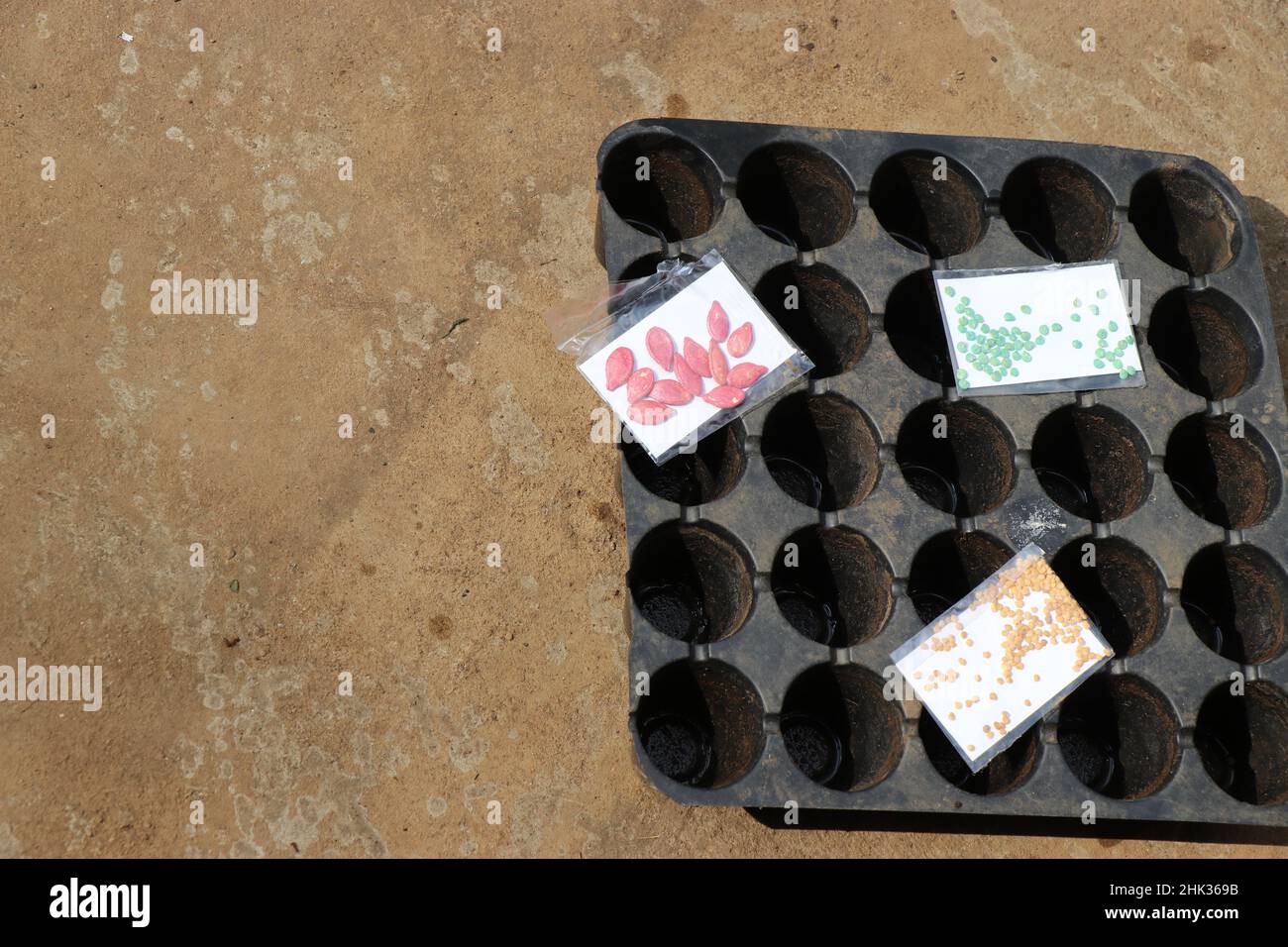 Vassoio di vivaio o vassoio di germinazione con alcune confezioni di semi vegetali che mostrano il concetto di giardinaggio vegetale domestico concetto Foto Stock