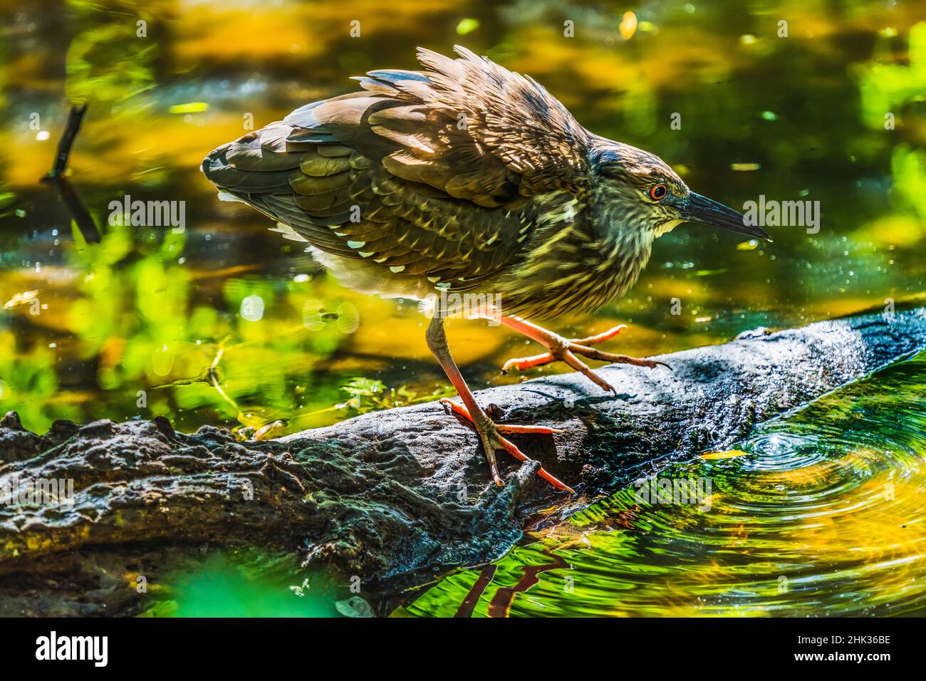 Pesca di airone verde immaturo colorato, Florida Foto Stock