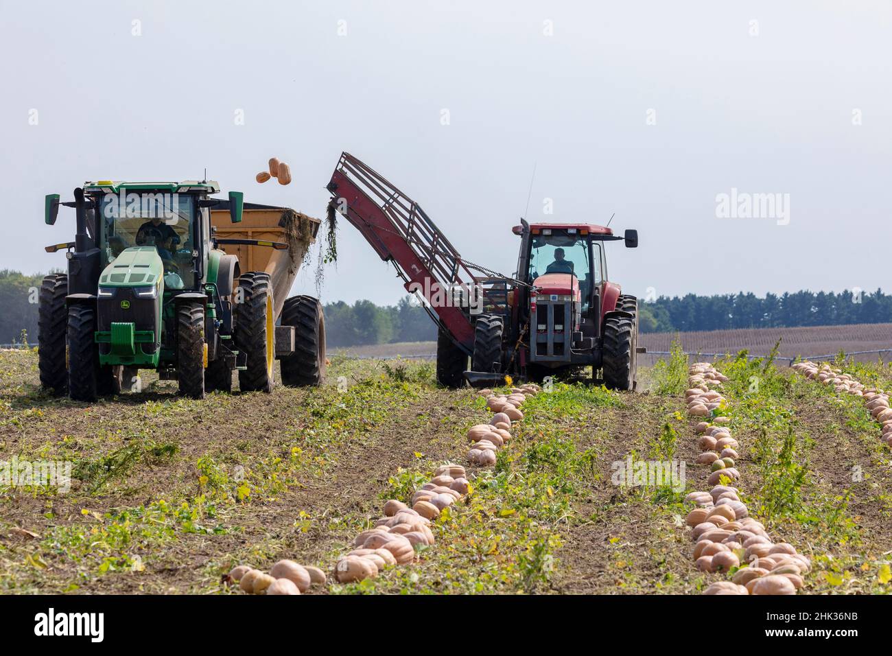 Raccogliendo le zucche durante la raccolta della zucca, contea di Mason, Illinois Foto Stock