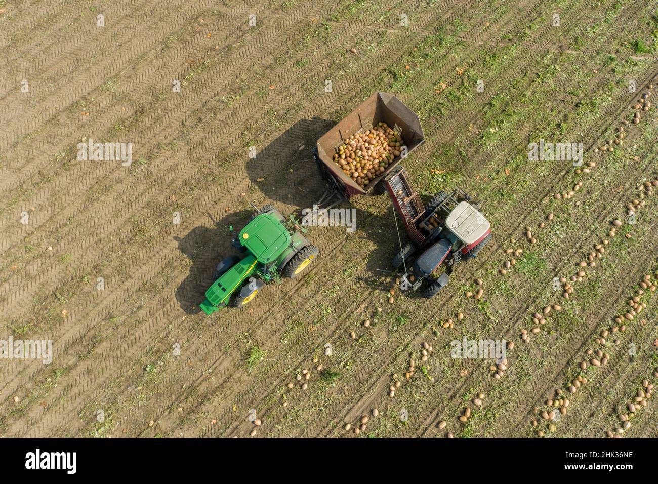 Raccogliendo le zucche durante la raccolta della zucca, contea di Mason, Illinois Foto Stock