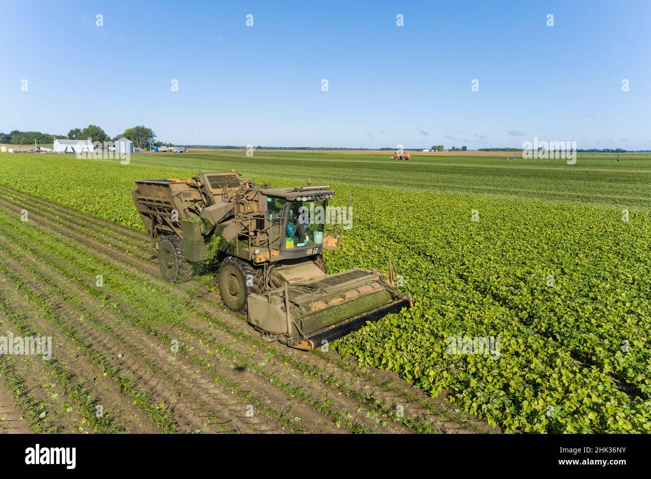 Raccolta di fagioli verdi durante il raccolto di fagioli verdi, contea di Mason, Illinois Foto Stock