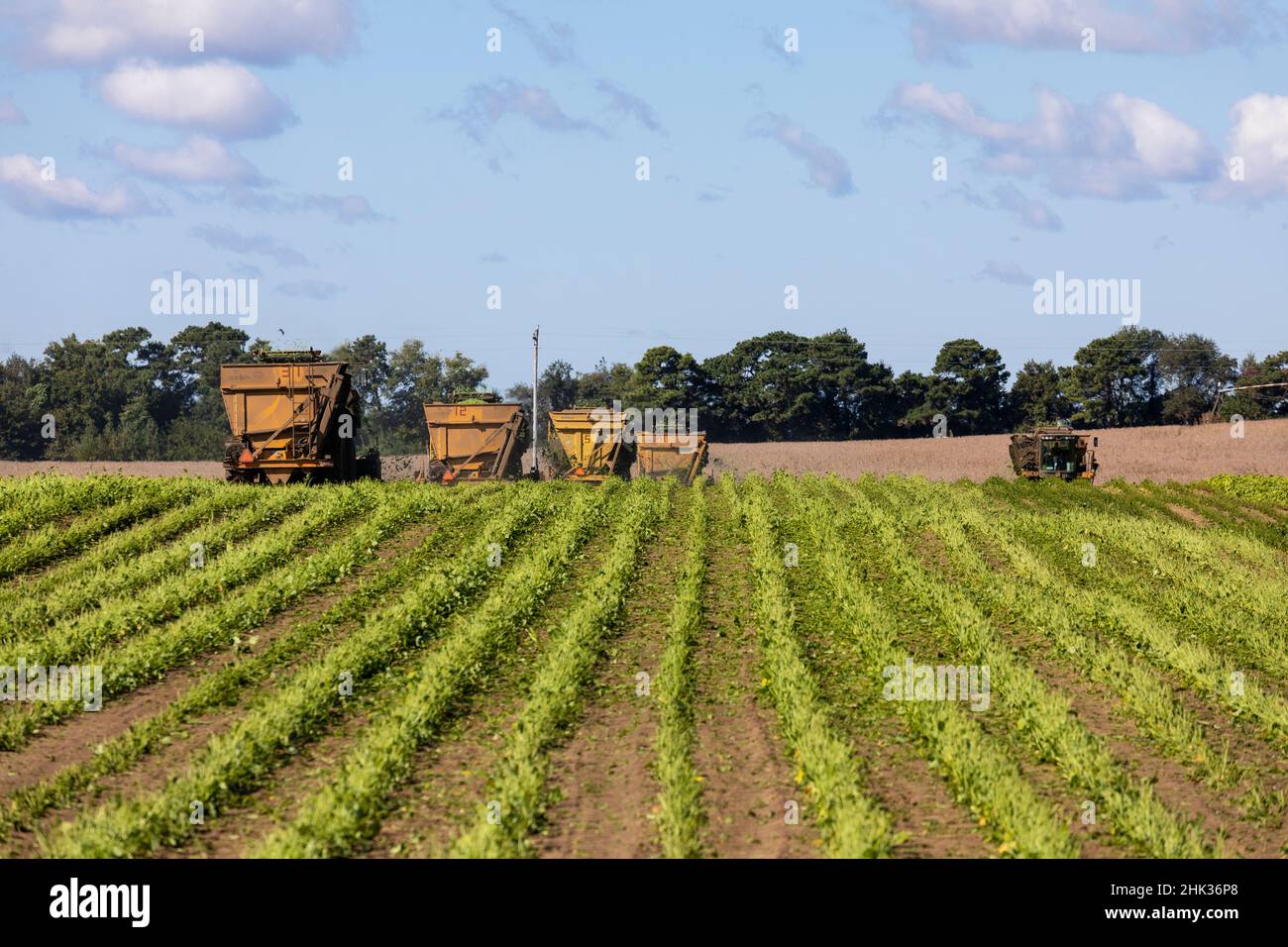 Raccolta di fagioli verdi durante il raccolto di fagioli verdi, contea di Mason, Illinois Foto Stock