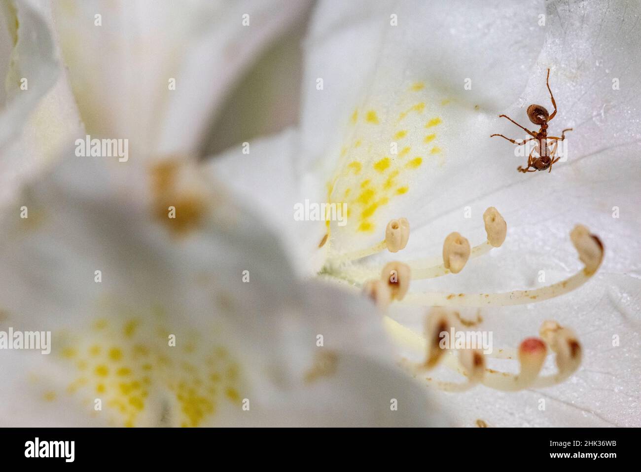 Formica sul fiore nel porto nordorientale, Maine, Stati Uniti Foto Stock