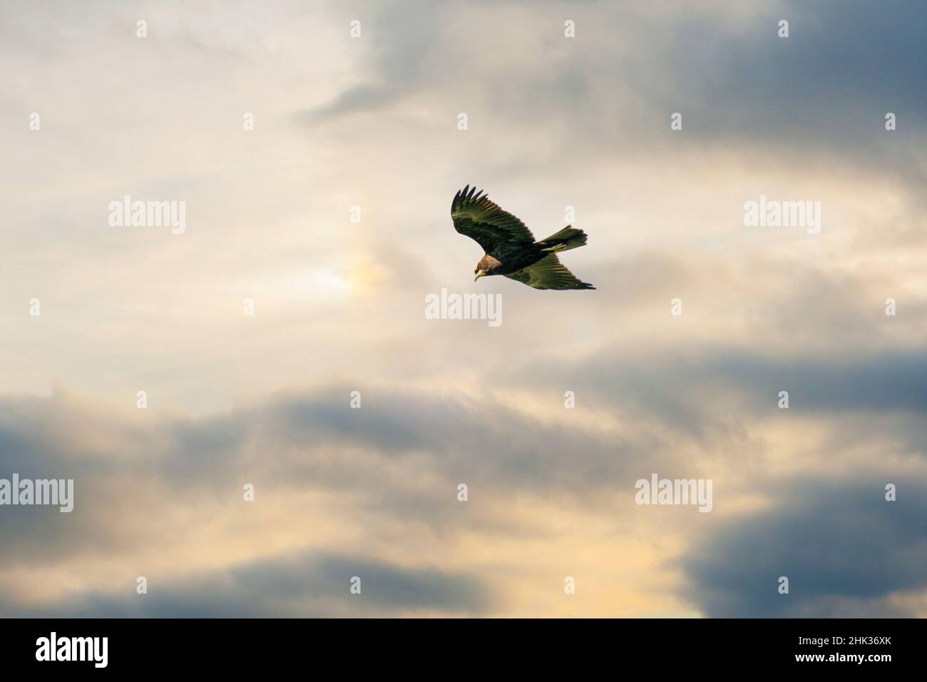 Buzzard in volo con le ali allungate, con spettacolare, spettacolare cielo blu e giallo. Colorato, un animale, sfondo, temi animali, tramonto. Foto Stock