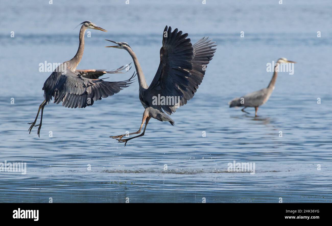 Great Blue Herons, una scuffa sul posto di pesca Foto Stock